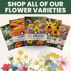 All Annual Quick Blooming Mix - 67,000 Flower Seeds for Planting - Wildflower Mix - Large 4 Ounce Packet