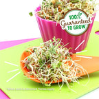 Back to The Roots 100% Organic 5-Part Salad Seeds | 1 Pound Non-GMO | Nutrient Dense, Easy to Grow, Rich in Fiber