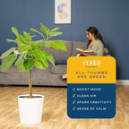 Costa Farms Ficus Audrey Tree Live Plants in Decorative Pot, Large Indoor Houseplant, Perfect for Home, Room, or Office Decor, Great House Warming or Birthday Gift, 3-4 Feet Tall, Pack of 2