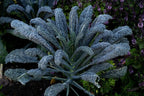 TKE Farms & Gardens - Lacinato Kale Seeds for Planting, 2 Grams, 500+ Heirloom Non-GMO Seeds - Dinosaur Kale, Tuscan Kale, Cold Hardy Superfood for Traditional & Urban Gardens