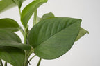 Shop Succulents | Standing Collection | Hand Selected, Air Purifying Live Indoor House Plants