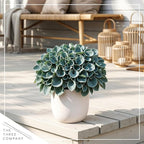 Live Perennial Hosta - Blue Mouse Ears (3 Plants Per Pack) Beautiful Accent Plant, 10" Tall by 4" Wide in 1 Qt Pot