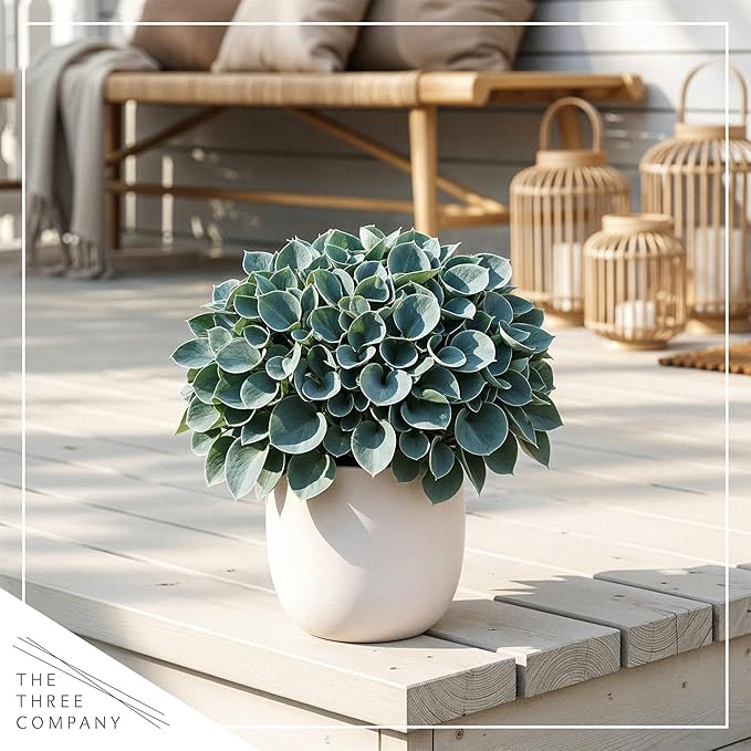Live Perennial Hosta - Blue Mouse Ears (3 Plants Per Pack) Beautiful Accent Plant, 10" Tall by 4" Wide in 1 Qt Pot