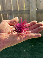 Air Plants - Tillandsia Ionantha - Organically Enhanced Color - Live Arrival Guaranteed - House Plants for Home Decor & Gift (9 pk Combo, 3pk Blue Bell + 6pk Mix)