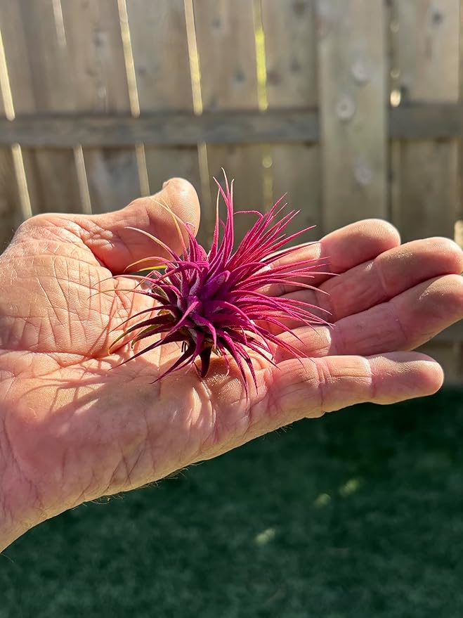 Air Plants - Tillandsia Ionantha - Organically Enhanced Color - Live Arrival Guaranteed - House Plants for Home Decor & Gift (Rose Pink 3 Pk + Black Heart)