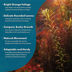 SubstrateSource Live Aquarium Stem Plants - Freshwater Aquatic Plant for Fish Tanks, Aquascaping - (Rotala Rotundifolia Orange Juice, 1 Bunch)