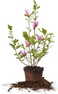 Perfect Plants Jane Magnolia Live Plant, 5 Gallon, Includes Care Guide
