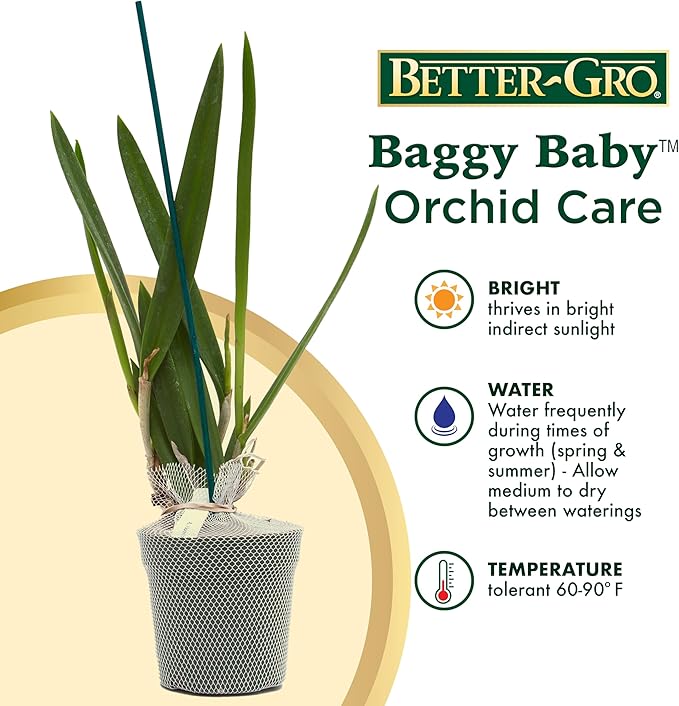 Better-Gro Easy-Growing Brassavola Hybrid, Procatavola Key Lime Stars, 4" Live Plant, Blooms in 6-12 Months with Proper Care, White and Green Star-Shaped Bloom, Fragrant, Selected by Master Growers