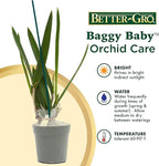 Better-Gro Easy-Growing Brassavola Hybrid, Procatavola Key Lime Stars, 4" Live Plant, Blooms in 6-12 Months with Proper Care, White and Green Star-Shaped Bloom, Fragrant, Selected by Master Growers