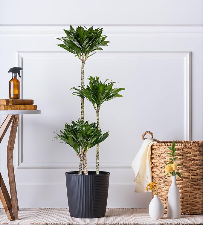 Dracaena Janet Craig Compacta Live Plant Low Light Tropical Indoor Tree Easy Care Air Purifier Plant for Office and Home Decor (Plant Pot, Large (38-48 inches Tall), Dracaena Janet Craig Compacta)