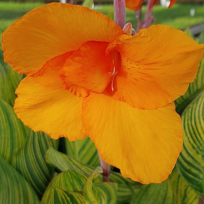 Canna ‘Pretoria’, a Great Live Pond Plant for Your Water Garden. Filters koi and Goldfish Pond. Good for Bogs, Plant Shelf or Shallow Water This marginal Aquatic is a Real Beauty