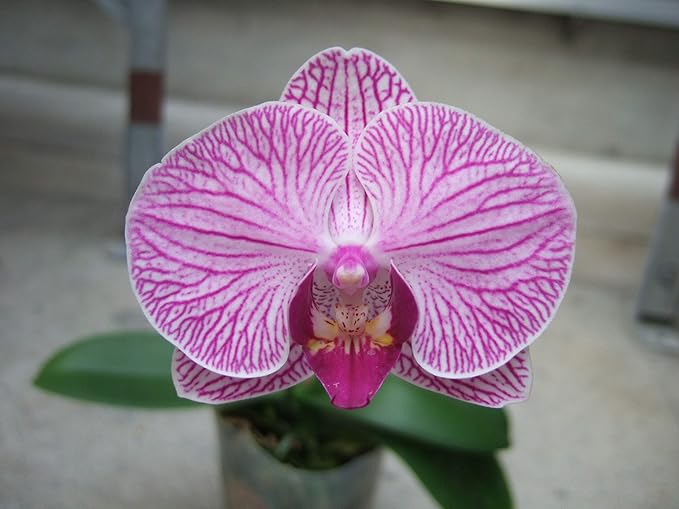 Athena's Garden 5" Phalaenopsis Orchids, Pink Blooms and Black Container, One Size