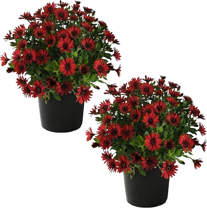 Live Flowering Osteospermum Plant - Red (2 Plants Per Pack), Beautiful African Daisies, Early Spring Color, 12" Tall by 5" Wide in 1 Qt Pot, The Three Company