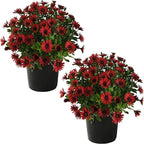 Live Flowering Osteospermum Plant - Red (2 Plants Per Pack), Beautiful African Daisies, Early Spring Color, 12" Tall by 5" Wide in 1 Qt Pot, The Three Company