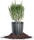 Perfect Plants Southern Living Chef's Choice Rosemary Bush in 1 Gallon Pot | Live Plant | Edible, Aromatic herb for Home Cooking and Gardening | Great for Cooking and Grilling | Zones 7-10