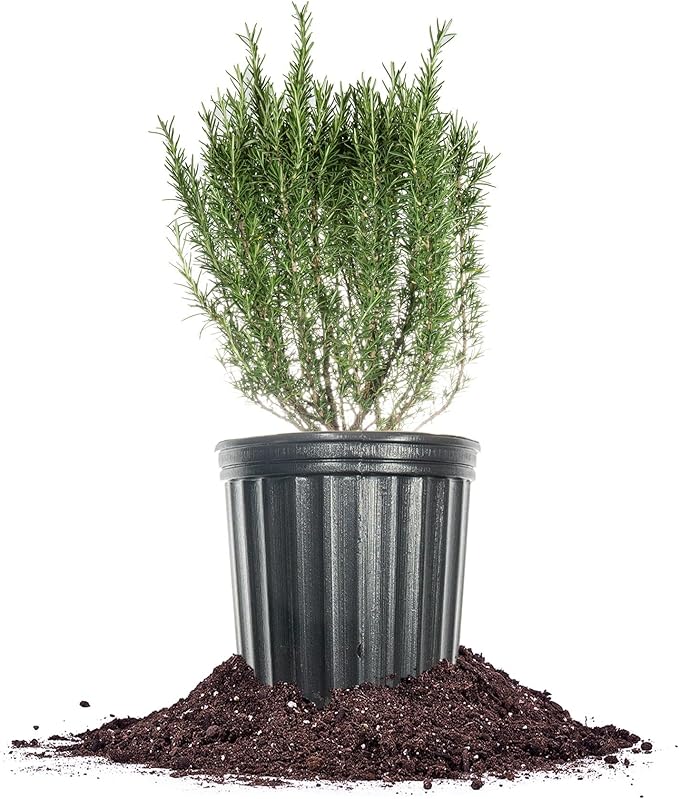 Perfect Plants Southern Living Chef's Choice Rosemary Bush in 1 Gallon Pot | Live Plant | Edible, Aromatic herb for Home Cooking and Gardening | Great for Cooking and Grilling | Zones 7-10