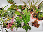 Terrarium & Fairy Garden Plants - 10 Plants in 2.5" pots Unique-Jmbamboo