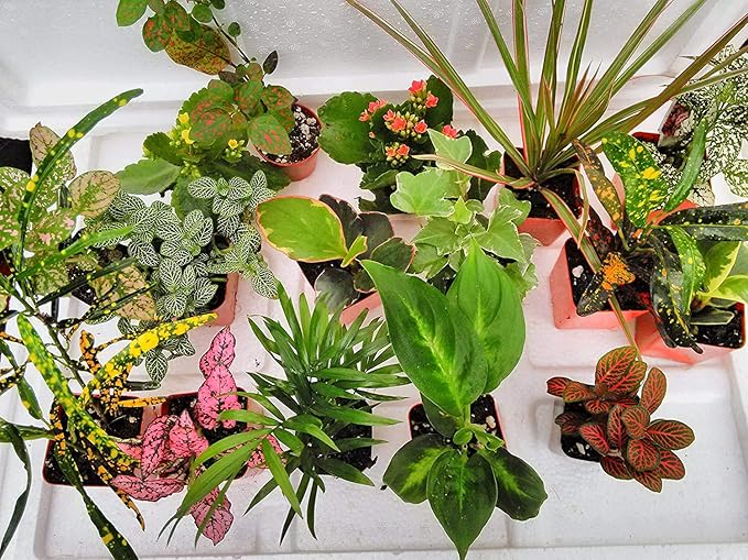 Terrarium & Fairy Garden Plants - 10 Plants in 2.5" pots Unique-Jmbamboo