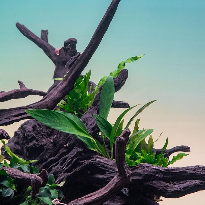 SubstrateSource Anubias Live Aquarium Plants - Potted Freshwater Plant for Fish Tanks, Terrariums - Beginner Friendly Low Light (Congensis, 5 Pots)