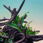 SubstrateSource Anubias Live Aquarium Plants - Potted Freshwater Plant for Fish Tanks, Terrariums - Beginner Friendly Low Light (Congensis, 1 Pot)