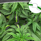 40 Pack LST Plant Training Clips – Durable & Reusable Stem Support for Low-Stress Training – Fits All Growth Stages