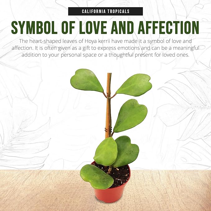 California Tropicals Hoya Kerrii Tall Heart-Shaped Live Houseplant- Unique Indoor House Plant, Perfect for Home Decor, Gifts, Garden, Gardening, Small Pot - Real Pants for Office