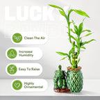 Lucky Bamboo 3-Stalk (2×6″ + 1×8″) Live Indoor Plant Set – Elephant & Pineapple Ceramic Pot with Pebble Bag