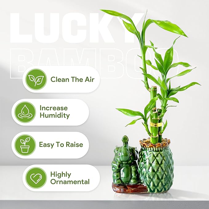 Lucky Bamboo 3-Stalk Set with Pebbles in Elephant Pineapple Pot – 6'' 6'' 8'' Live Houseplant for Good Fortune