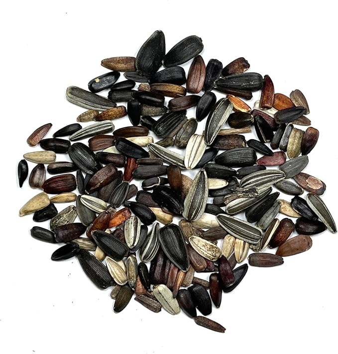 Seed Needs Crazy Sunflower Seeds for Planting Multicolor Sunflowers - Heirloom & Open Pollinated Flowers to Grow a Beautiful Outdoor Butterfly Garden (1 Pack)