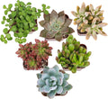 Colorful Deluxe Live Succulent Plants (6 Pack), Assorted Colors, No Duplicates, Varieties & Shapes, Easy Plant Care, 2 in Pots, Drought Tolerant, Live Houseplants, Real Houseplant Gifts, DIY