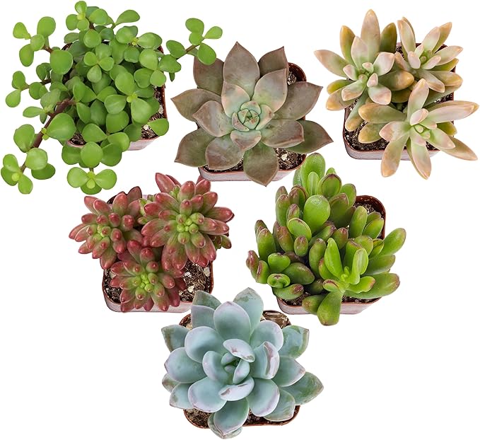 Colorful Deluxe Live Succulent Plants (6 Pack), Assorted Colors, No Duplicates, Varieties & Shapes, Easy Plant Care, 2 in Pots, Drought Tolerant, Live Houseplants, Real Houseplant Gifts, DIY