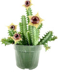 Lifesaver Cactus - Live Plant in a 4 Inch Pot - Huernia Zebrina - Rare Flowering Indoor Cactus with Red Star Bloom – Exotic, Easy-Care Houseplant for Shelf, Desk, or Windowsill