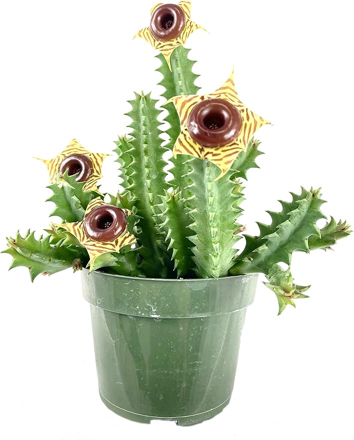 Lifesaver Cactus - Live Plant in a 4 Inch Pot - Huernia Zebrina - Rare Flowering Indoor Cactus with Red Star Bloom – Exotic, Easy-Care Houseplant for Shelf, Desk, or Windowsill