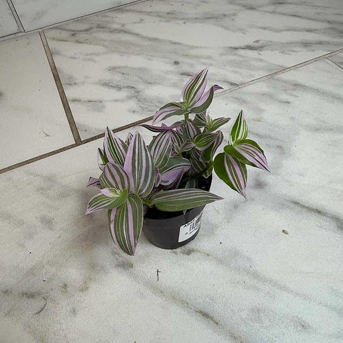 Tradescantia Lollipop, 2" Plant