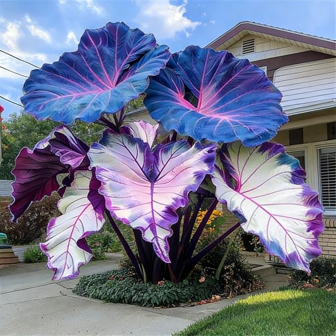 Large Elephant Ear Rare - Elephant Ear Bulk - Magical Hardy Balcony Rare Species Ornamental Value - 2Bulbs
