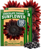 HOME GROWN Chocolate Cherry Sunflower Seeds – 150 Heirloom Non-GMO Seeds – Burgundy Sunflowers for Planting – Tall Garden Flowers that Attract Pollinators & Butterflies (Helianthus annuus)