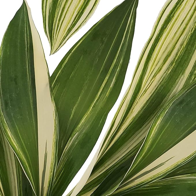Cast Iron Plant Aspidistra, Assorted- Hardy, Evergreen, Low Light Indoor/Outdoor Plant- Pet Safe, Drought Tolerant, Container-Friendly 6" Pot