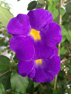 Kings Mantle - Thunbergia erecta - Live Shrub Plant - Vivid Purple Yellow Flower -Emerald Goddess Gardens - Starter Sz 4 Inch Pot