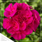 Live Flowering Zonal Geraniums - Pink (2 Plants Per Pack) - Beautiful Spring Flowers - 12" Tall by 5" Wide in 1 Qt Pot