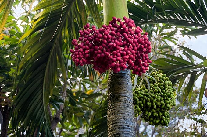 10 Florida Royal Palm Roystonea Regia Tree Houseplant Seeds