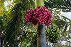 10 Florida Royal Palm Roystonea Regia Tree Houseplant Seeds