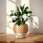 Thanksgiving Cactus, Live Indoor Plant, Flowering Houseplant, Christmas Cactus, Pink White Seasonal Blooms, 4-Inch Pot, Pet Safe Holiday Decor, Free Heat Pack