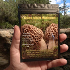 Yellow Morel Mushroom Seed/Dry Spawn