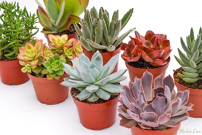 Large Colorful Outdoor Succulents - Assorted 4 Inch - Live Outdoor Succulent Plants - Large Fully Rooted Live Succulents (8)