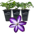 Clematis Venosa Violacea - 3 Live Starter Plants in 2 Inch Growers Pots - Starter Plants Ready for The Garden - Rare Clematis for Collectors