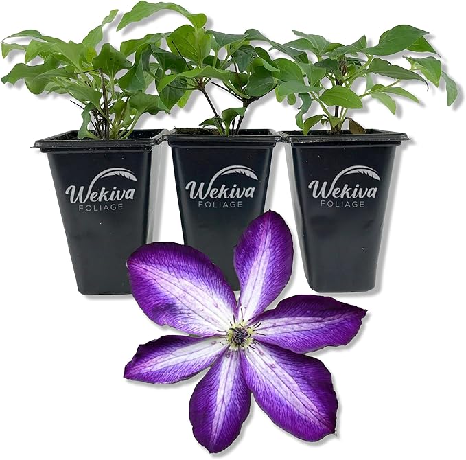 Clematis Venosa Violacea - 3 Live Starter Plants in 2 Inch Growers Pots - Starter Plants Ready for The Garden - Rare Clematis for Collectors