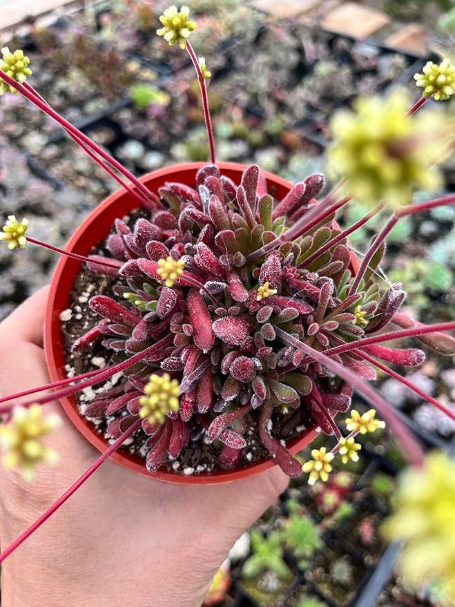 Live Cactus and Succulent Plants (4" Pot Crassula Pubescens)