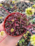 Live Cactus and Succulent Plants (4" Pot Crassula Pubescens)