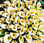 Rare 100 Pcs White Calla Lily Seeds Bonsai Potted Plant Perennial Flowers