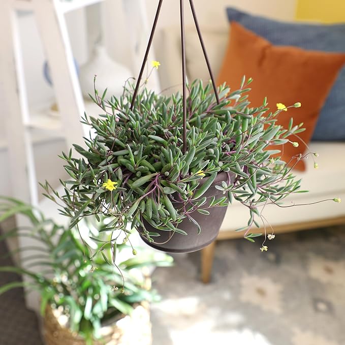 Ruby Necklace Succulent Vine Hanging Basket, Othonna capensis, Live Succulents Plants Live Houseplants, House Plants Indoors Live Indoor House Plants, Unique Live Plant Basket by Plants for Pets
